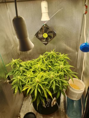 IMG_20240227_124206.jpg IMG_20240227_124206.jpg