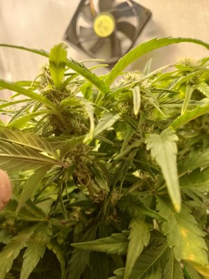 IMG_20240227_124141.jpg IMG_20240227_124141.jpg