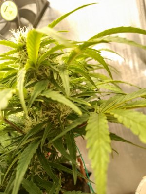 IMG_20240227_124134.jpg IMG_20240227_124134.jpg