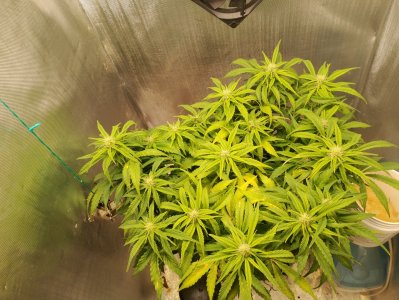 IMG_20240227_124102.jpg IMG_20240227_124102.jpg