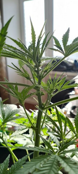 герм1.jpg герм1.jpg