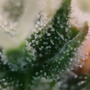 Джонни трихомычи возвращение.jpg