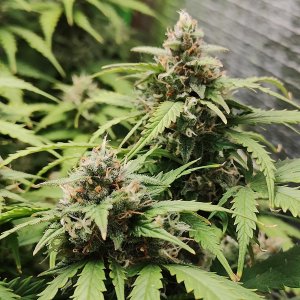 Джонни цветы.jpg