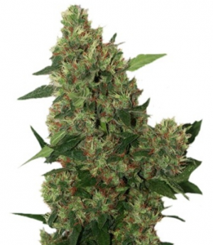 1709217683080.png 1709217683080.png