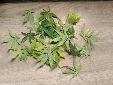 IMG_20240301_142835.jpg IMG_20240301_142835.jpg