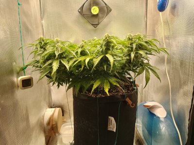 IMG_20240301_142751.jpg IMG_20240301_142751.jpg