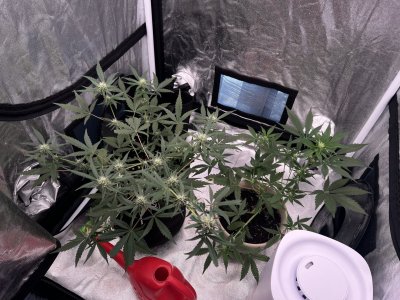 IMG_0379.JPG IMG_0379.JPG