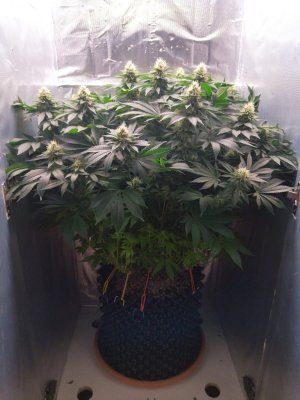 1000009162.jpg 1000009162.jpg