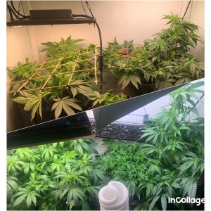 incollage_save.jpeg incollage_save.jpeg