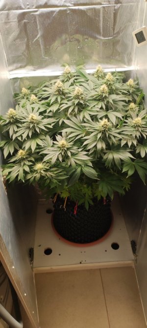 1000009202.jpg 1000009202.jpg