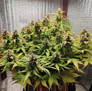 76 день Джонни.jpg