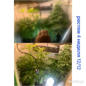 incollage_save.jpeg incollage_save.jpeg