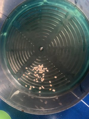 IMG_0616.jpeg IMG_0616.jpeg