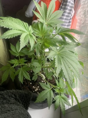 IMG_0613.jpeg IMG_0613.jpeg