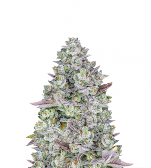 1710758855868.png 1710758855868.png