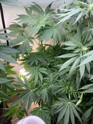 IMG_0663.jpeg IMG_0663.jpeg