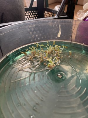 IMG_0667.jpeg IMG_0667.jpeg