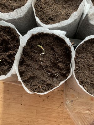 IMG_0668.jpeg IMG_0668.jpeg