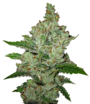 1711007049665.png 1711007049665.png