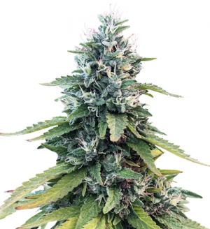 1711007057346.png 1711007057346.png