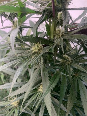 IMG_0733.jpeg IMG_0733.jpeg