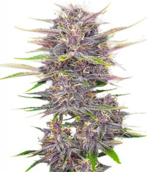 banana purple punch.jpg banana purple punch.jpg