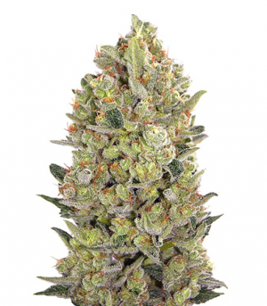 1712000485979.png 1712000485979.png