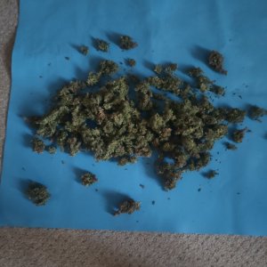 IMG20240402094259.jpg IMG20240402094259.jpg