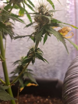 e16a43a1-5784-4338-99e7-1c7a20101984.jpg e16a43a1-5784-4338-99e7-1c7a20101984.jpg