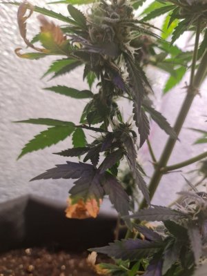 c6bf0e82-caad-46d5-b564-bb42bf3b034d.jpg c6bf0e82-caad-46d5-b564-bb42bf3b034d.jpg