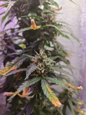 24be1daa-5618-424a-a8c0-3093a0b0ba00.jpg 24be1daa-5618-424a-a8c0-3093a0b0ba00.jpg