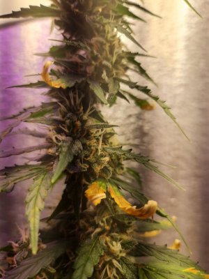 7c86dad9-f540-42ab-8c04-3bb2f75361e3.jpg 7c86dad9-f540-42ab-8c04-3bb2f75361e3.jpg