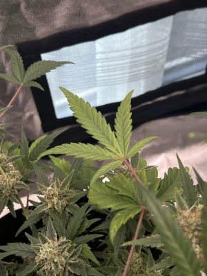 IMG_1705.JPG IMG_1705.JPG