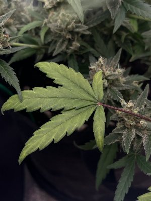 IMG_1708.JPG IMG_1708.JPG