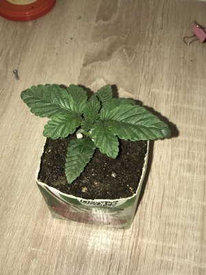 E36A9A2A-8F65-4B60-A50E-FA1B7A8DDDDE.jpeg E36A9A2A-8F65-4B60-A50E-FA1B7A8DDDDE.jpeg