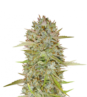 1713185182448.png 1713185182448.png