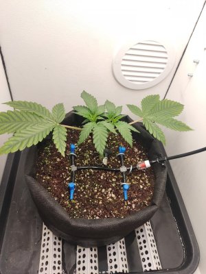 IMG_20240419_190131.jpg IMG_20240419_190131.jpg