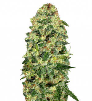 1714660664828.png 1714660664828.png