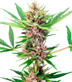 amn zkittlez.jpg amn zkittlez.jpg