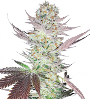 1714995359136.png 1714995359136.png