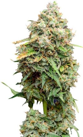 crime caramel auto.jpg crime caramel auto.jpg