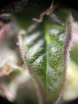 IMG_6742.jpeg IMG_6742.jpeg