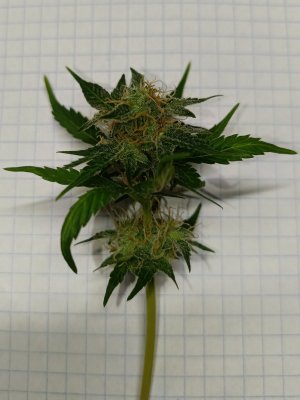 IMG_20240510_193500 (1).jpg