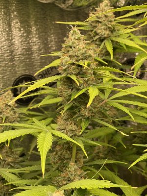 chronic ryder4.JPG chronic ryder4.JPG