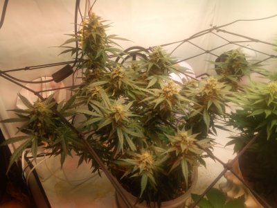 2024-05-16 133528.jpg