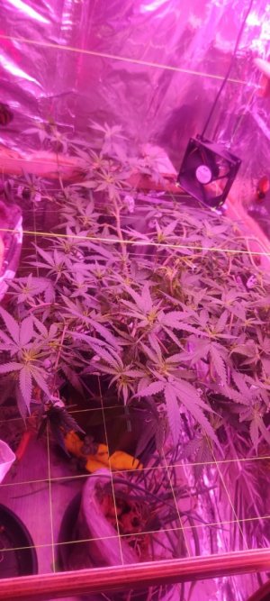 WhatsApp Image 2024-05-21 at 11.51.29.jpeg