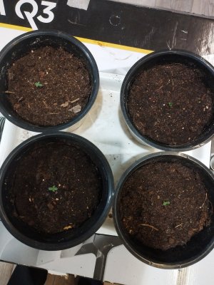 IMG_2024_05_22_22_48_09_7392508479631954039491.jpg IMG_2024_05_22_22_48_09_7392508479631954039491.jpg