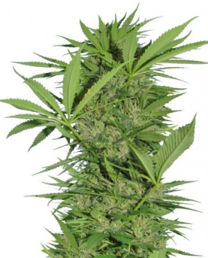 Easy Sativa.jpg Easy Sativa.jpg