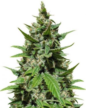 Gelato auto.jpg Gelato auto.jpg