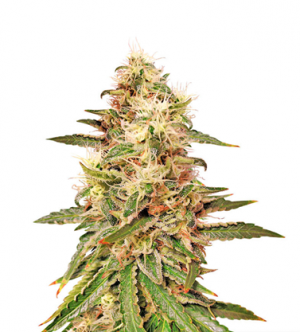 1716642443327.png 1716642443327.png